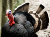 that's what a turkey looks like??