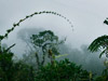 the cloud forest