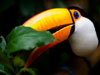 toucan