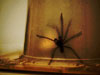 trapped-spider