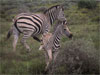 two zebras