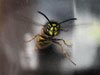 wasp