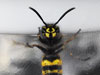 wasp #2