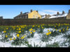 widescreen daffodils