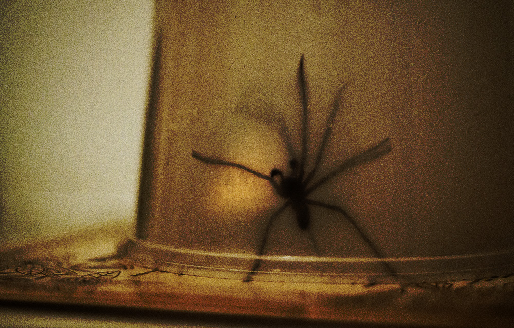 trapped spider