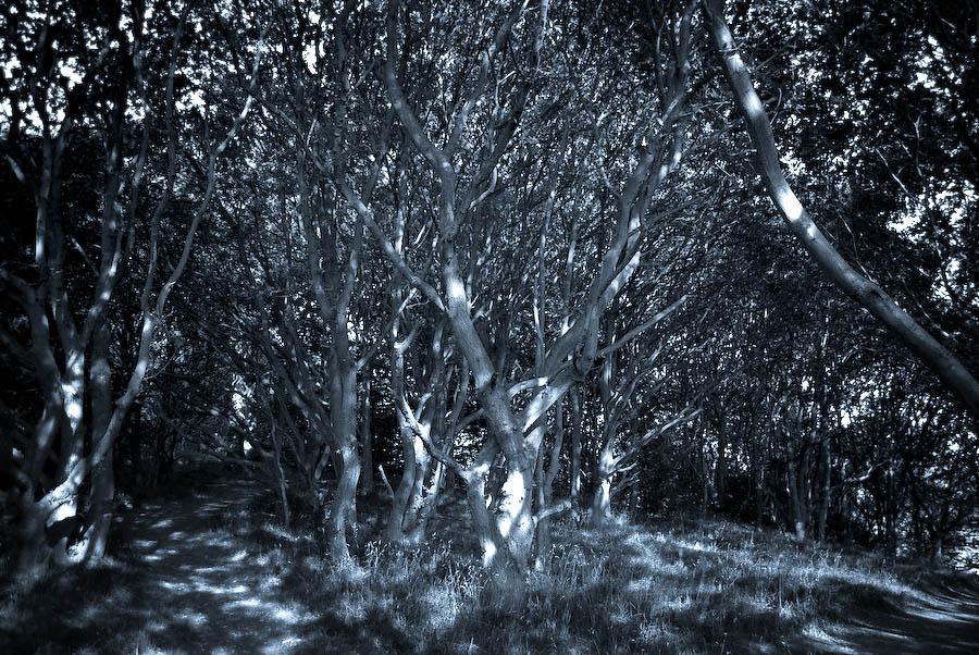 twisted trees