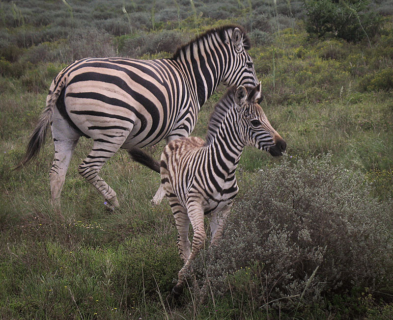 two zebras
