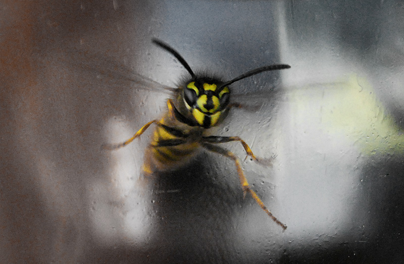 wasp