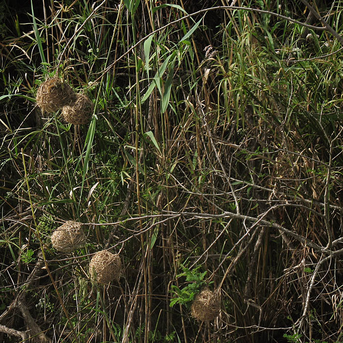 weavers nests
