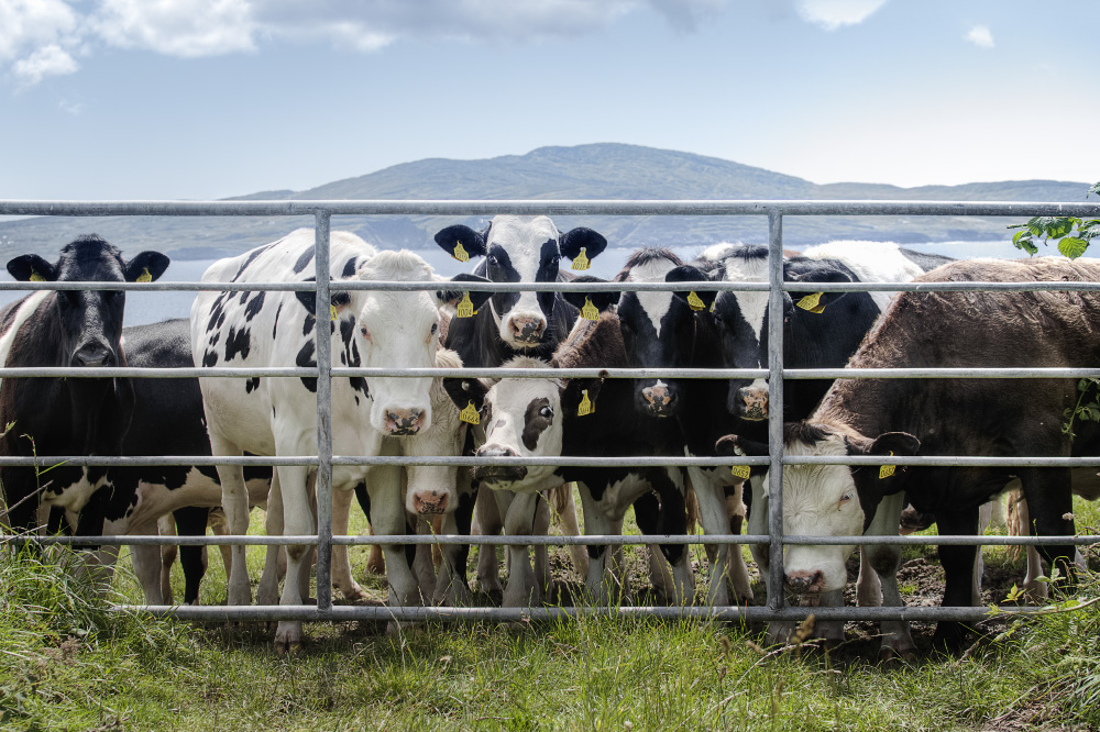 welcome to the jungle