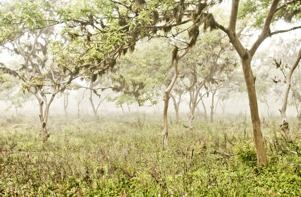 what might have been lost