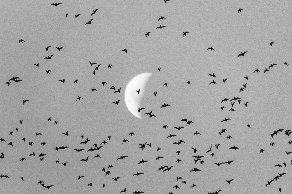 where the bats and moonlight laugh