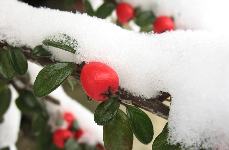 winter berries