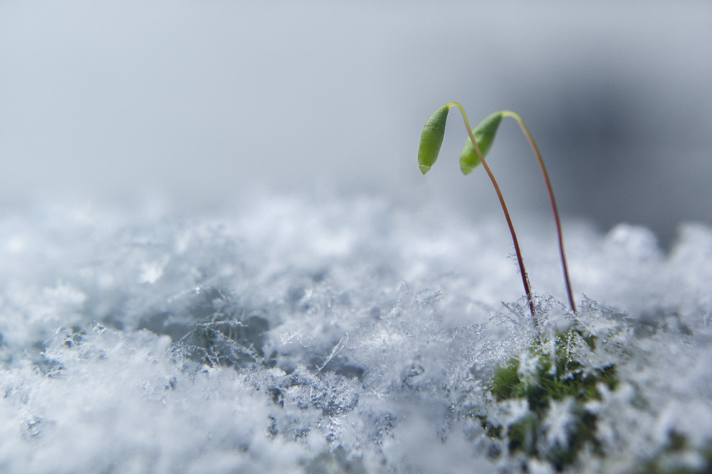 with the mourning sound