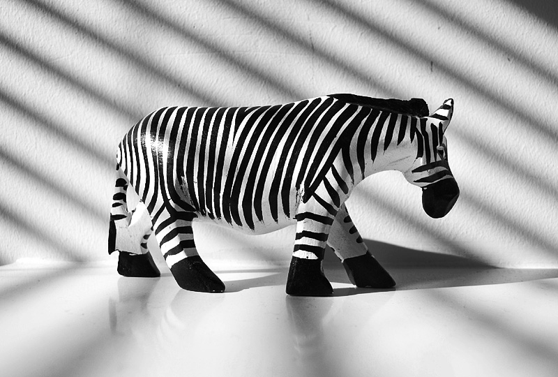 zebras ever tell you...