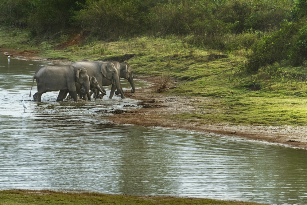 a brush with the wild