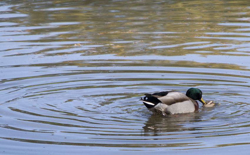 a crack on the head is what you get