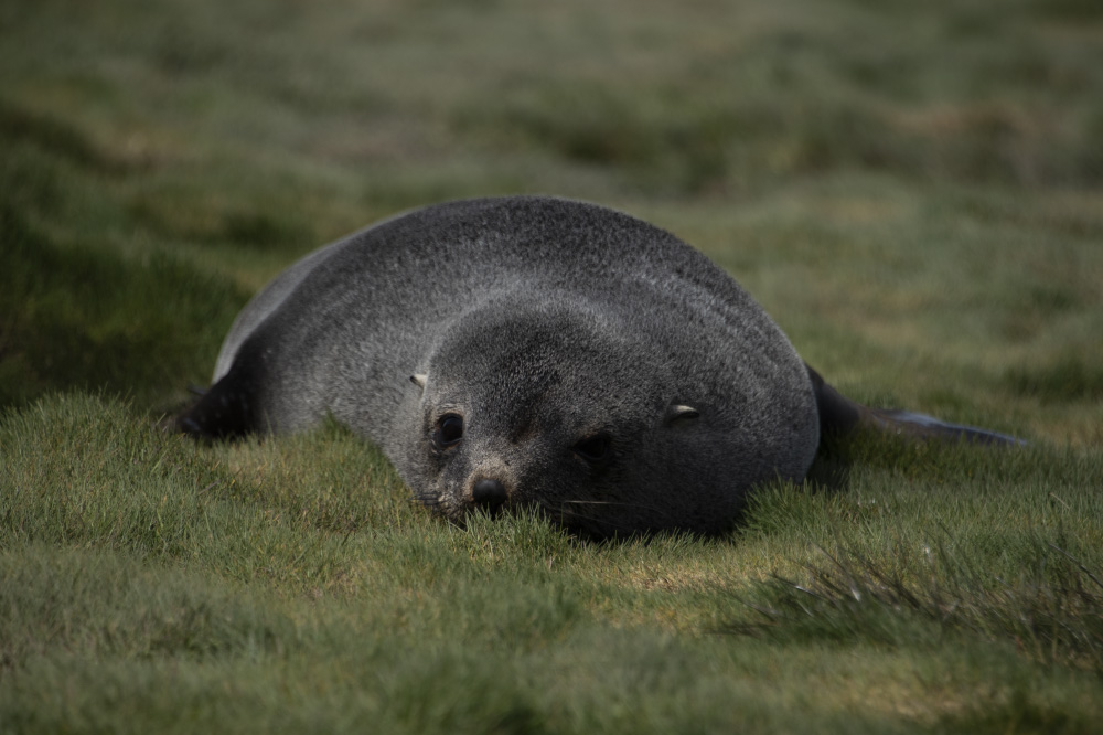 as soft as your pillow