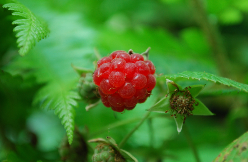 berry