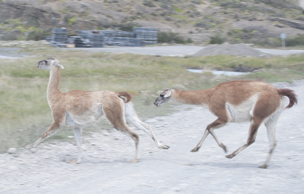 chasing tail