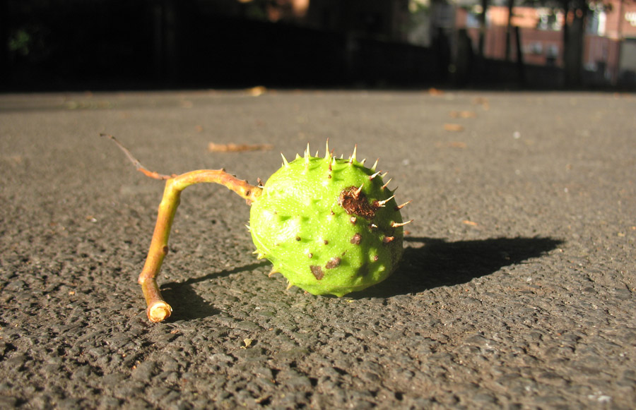conker
