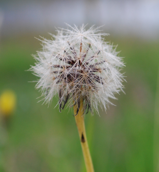 dandelion