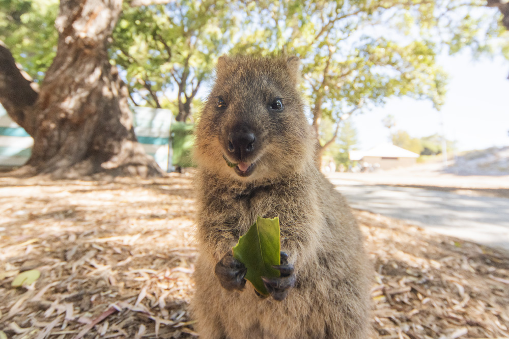 don't it make you smile?