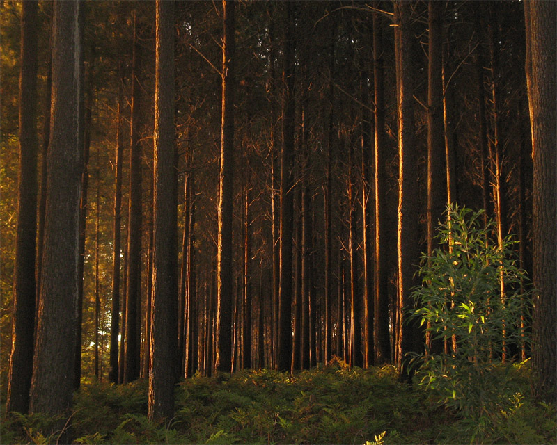 enchanted forest