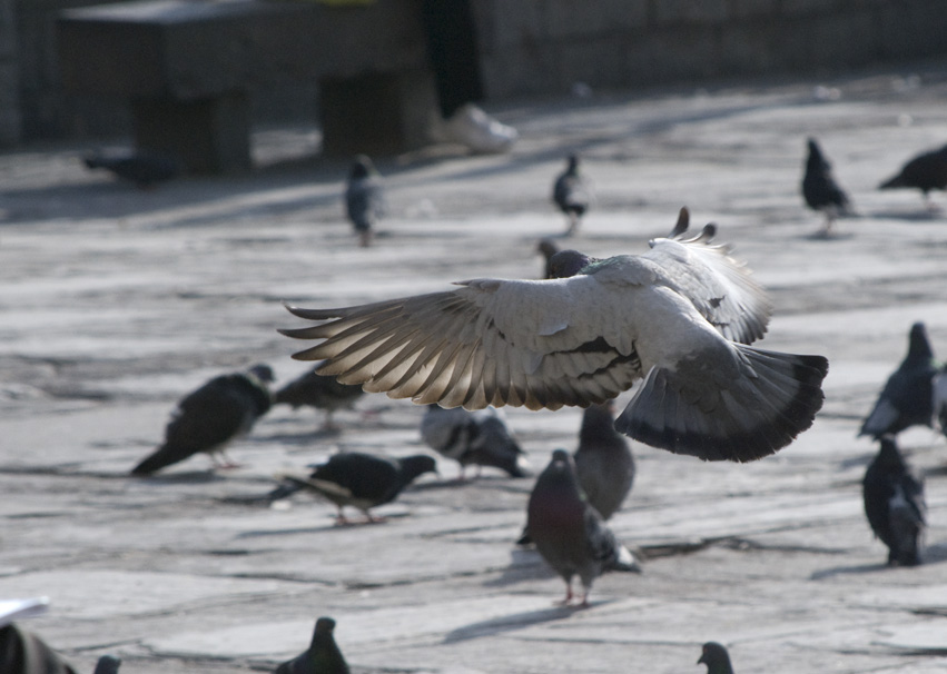 flying rat