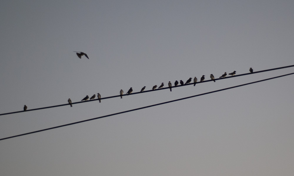 for the birds