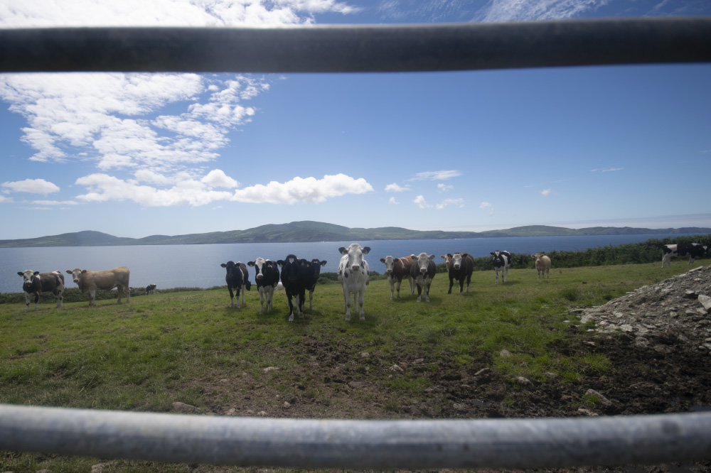 from a good safe distance