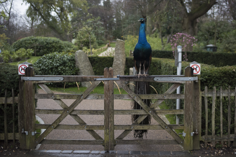 gatekeeper