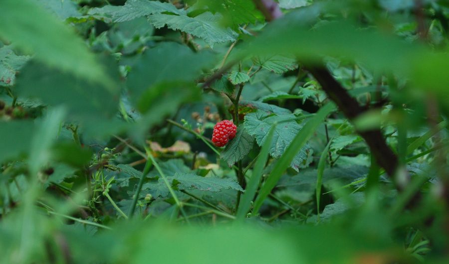 hidden berry