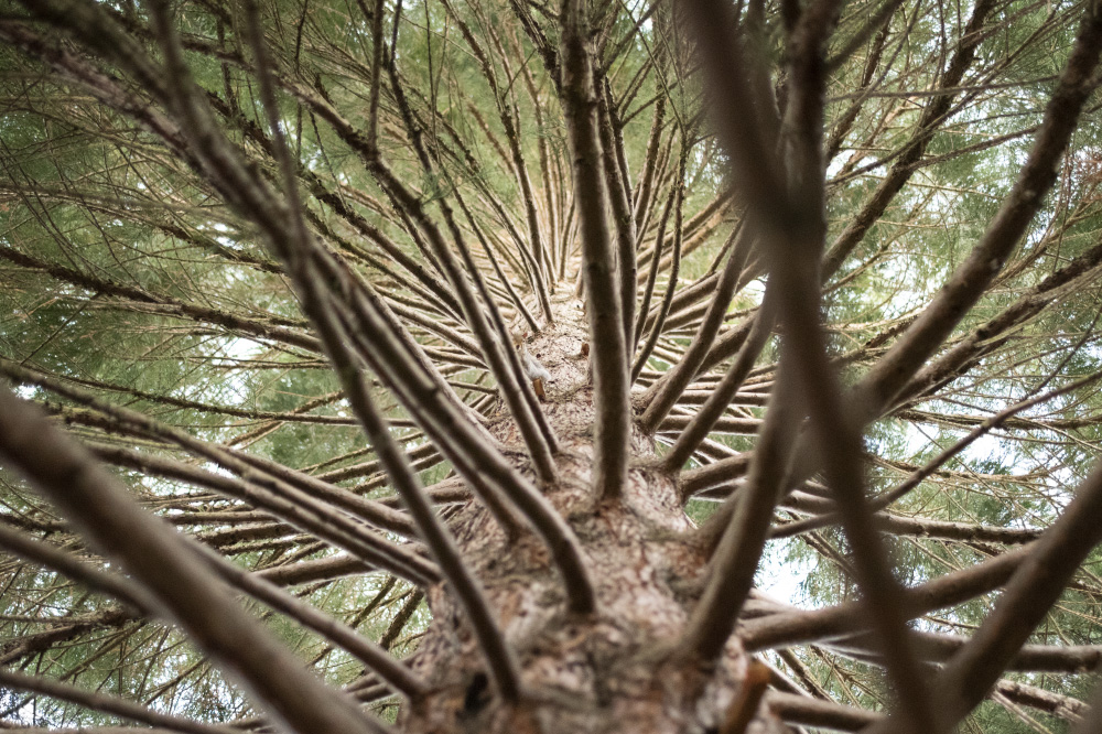 hidden in the branches