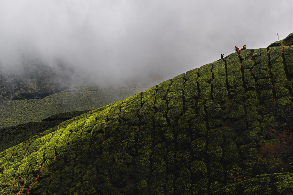 how it green grows there