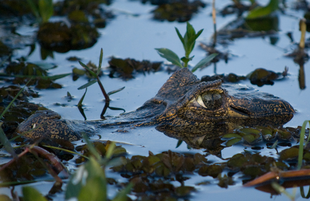 i've got my eye on you