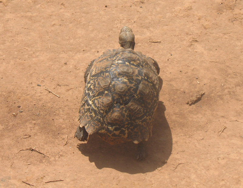 leopard tortoise
