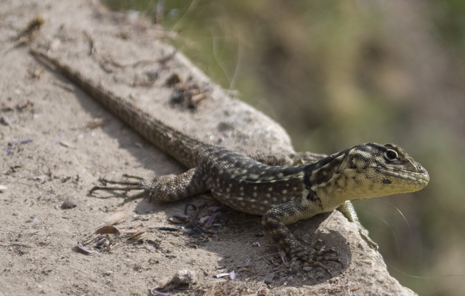 little lizard