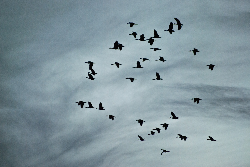 looking back is for the birds