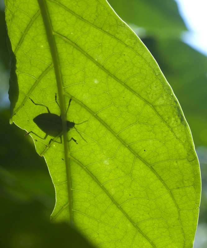 looks like that's the one