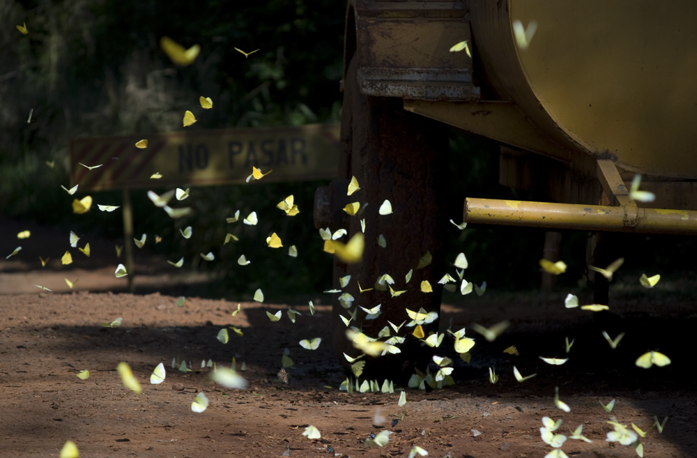 mariposas