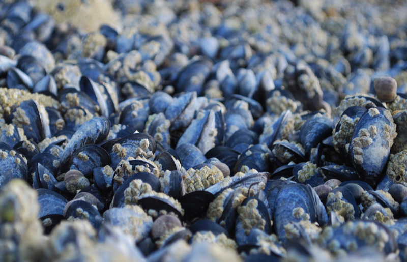 mussel beach