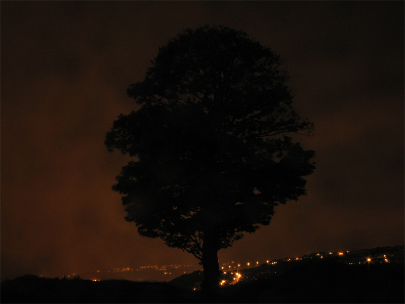 the tree at night