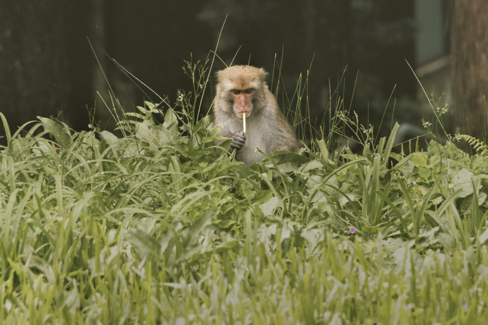 no one i think is in my tree