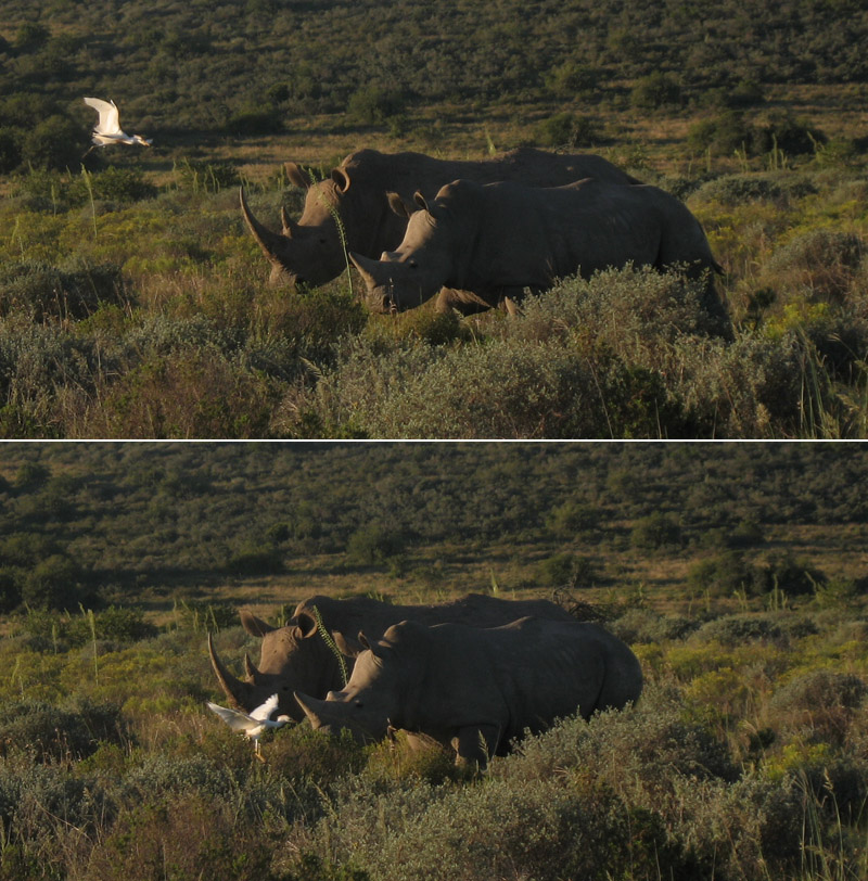 rhinos