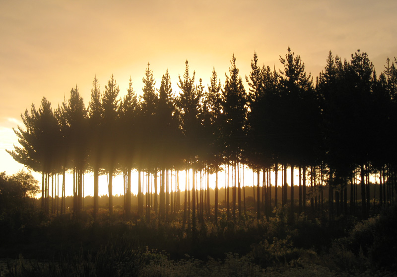 row of trees
