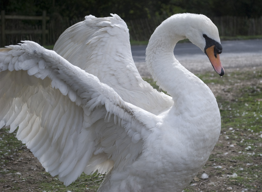 swan span