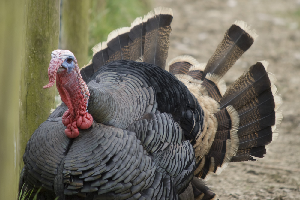 that's what a turkey looks like??