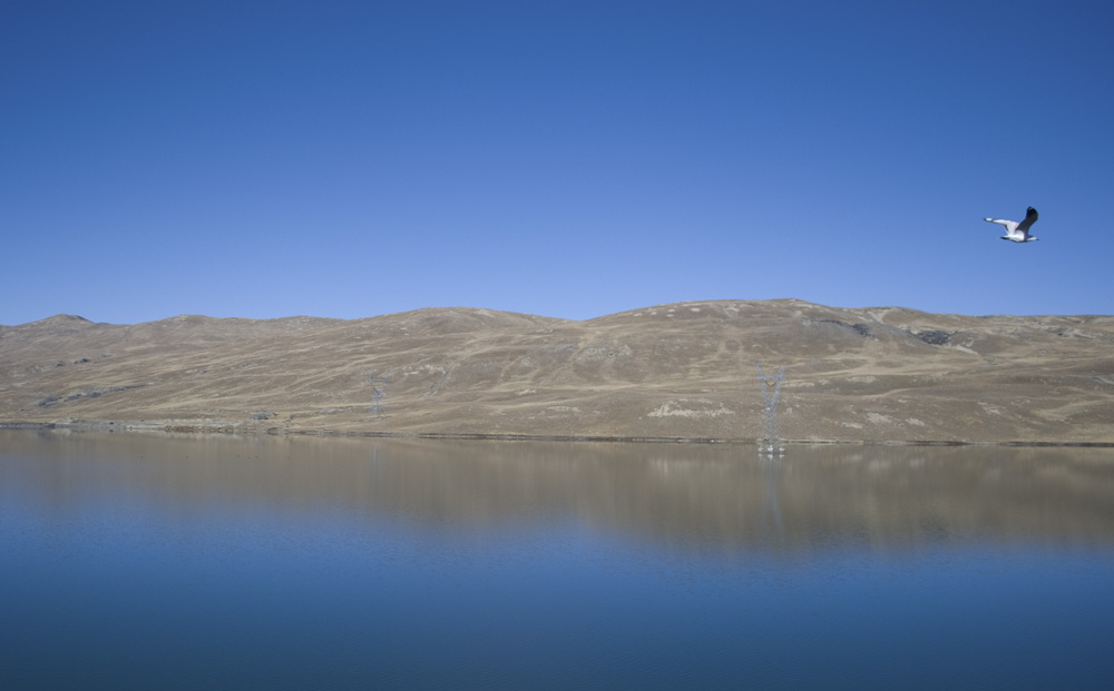 the lake and the seagull