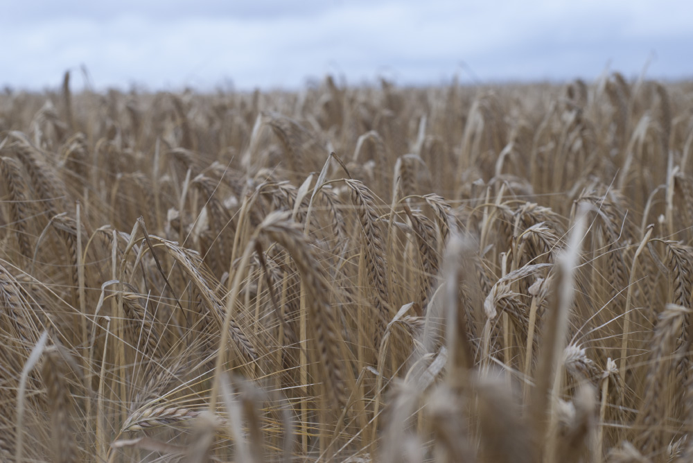 then the stalks begin to sway